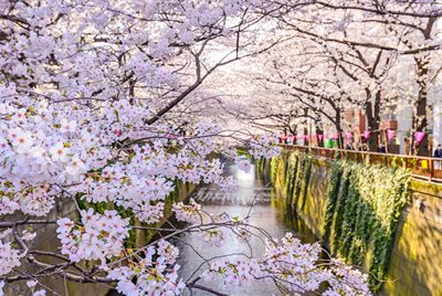 Kirsikka kukki kansainvälinen dating site